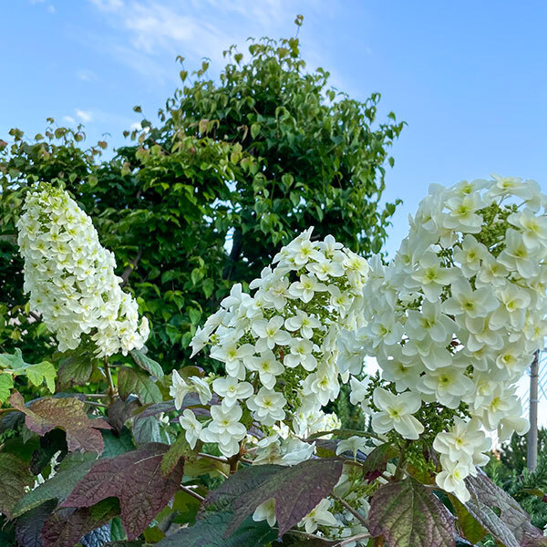 花02